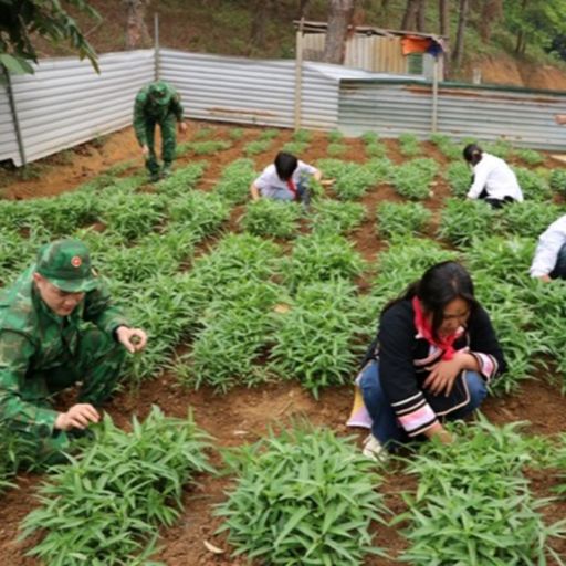 Ep7875: Tin trong nước - Lan tỏa mô hình “vườn rau sạch cho bé” trên các bản nghèo biên giới Lai Châu image