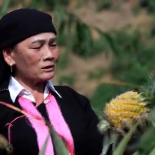 Ep7886: Tin trong nước - Nữ Đảng viên người Dao- 20 năm dẫn lối khai hoang image