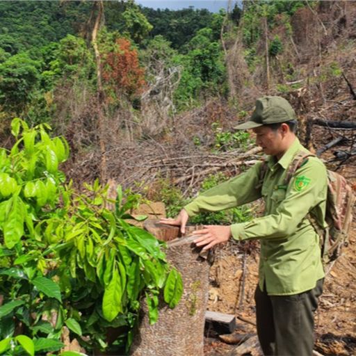 Ep8287: Tin trong nước - Bình Định: Làm rõ vụ rừng tự nhiên ở huyện miền núi An Lão bị phá  image