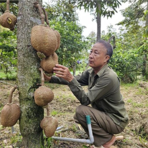 Ep8385: Tin trong nước - Tiền Giang: Nhà vườn sản xuất sầu riêng rải vụ thu hoạch quanh năm phục vụ xuất khẩu image