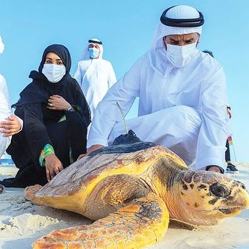 Ep8405: Tin quốc tế - UAE: Thả một số rùa biển về với tự nhiên image