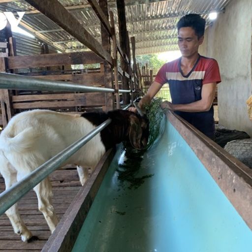 Ep8515: Tin trong nước - Gia Lai: Nông thôn mới trong vùng dân tộc thiểu số đang dần khởi sắc image