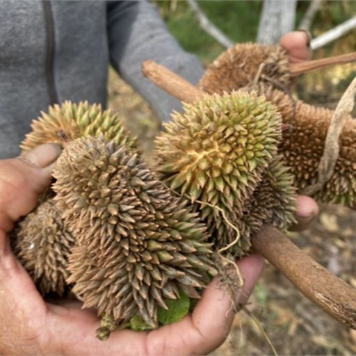 Ep8579: Tin trong nước - Quảng Ngãi: Hàng trăm ha cây ăn quả nguy cơ thất thu vì nắng hạn  image