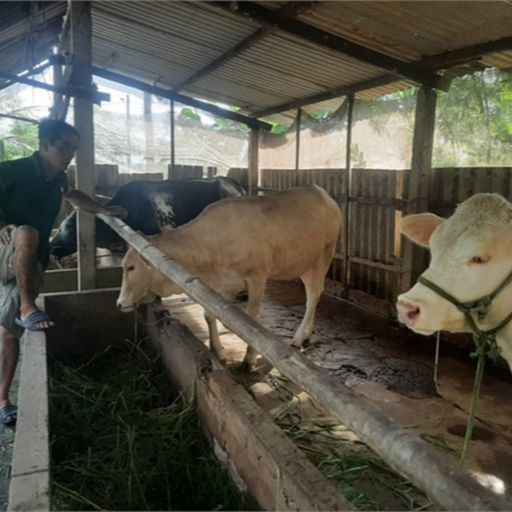 Ep8807: Tin trong nước - Tiền Giang, Bến Tre: Giá bò thương phẩm giảm mạnh, nông dân không có lãi image