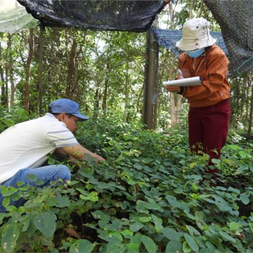 Ep8828: Tin trong nước - Vườn quốc gia Yok Đôn (Đắk Lắk): Làm giàu rừng bằng cây Trắc Đỏ  image