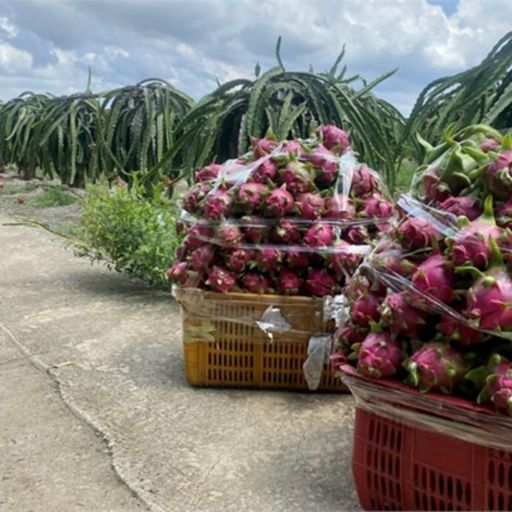 Ep8853: Tin trong nước - Bà Rịa- Vũng Tàu ổn định vùng trồng cây ăn trái để tránh nông sản mất giá image