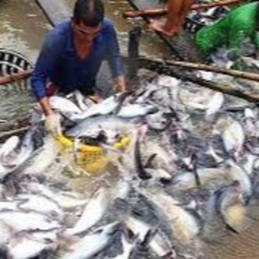 Ep9097: Tin trong nước - Giá thức ăn giảm giúp nông dân đẩy mạnh thả nuôi cá tra image
