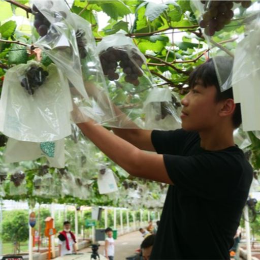 Ep9106: Tin trong nước - TP.HCM: Du khách thích thú khi hái trái cây nước ngoài, ăn tại vườn  image