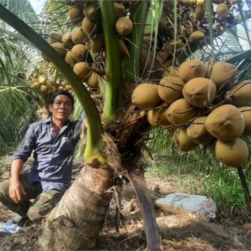 Ep9128: Tin trong nước - Doanh nghiệp và nhà vườn tỉnh Bến Tre, Tiền Giang mong trái dừa tươi sớm xuất khẩu sang Trung Quốc image