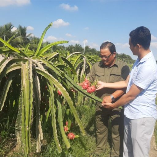 Ep9131: Tin trong nước - Tiền Giang: Mỗi năm có gần 1.000 người cao tuổi sản xuất giỏi được biểu dương image