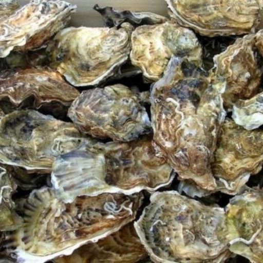 Ep9587: Tin quốc tế - Pháp: sử dụng sơn từ vỏ hàu để làm mát cho các tòa nhà image