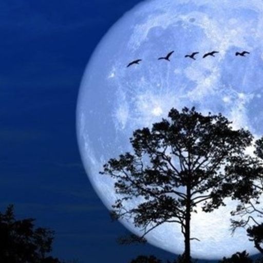 Ep9627: Tin quốc tế - Mãn nhãn với siêu “Trăng Xanh” lớn nhất trong năm 2023 image