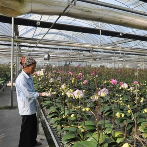 Ep9654: Tin trong nước - Bắc Ninh, nhiều chính sách khuyến khích phát triển Nông nghiệp công nghệ cao image