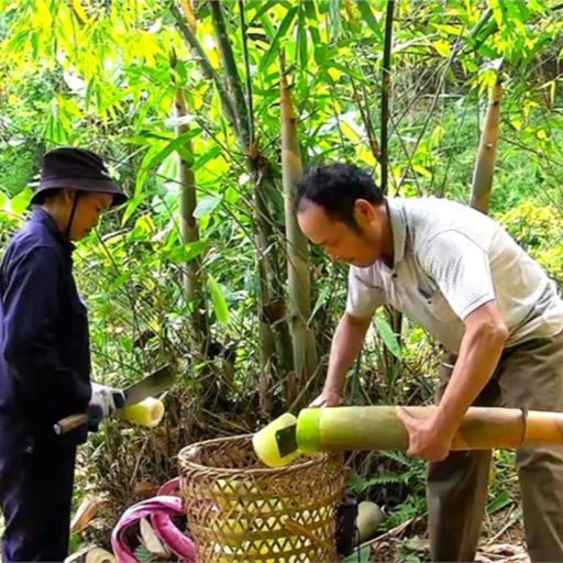 Ep9675: Tin trong nước - Măng Bát độ ở Yên Bái được mùa, được giá image