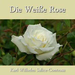Weiße Rose