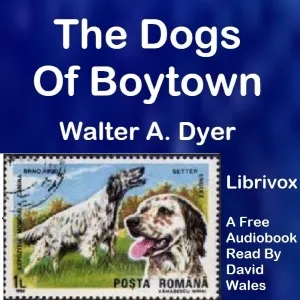 The Dogs Of Boytown