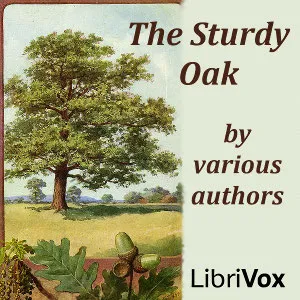 The Sturdy Oak