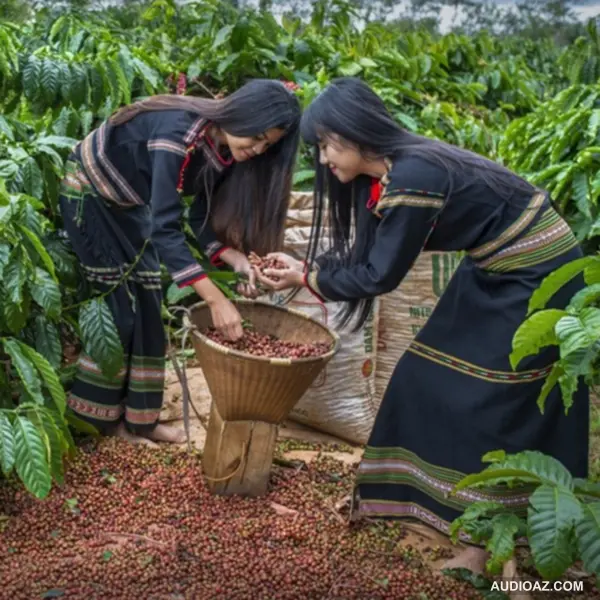 ĐẮK LẮK cùng nền kinh tế đặc biệt RỪNG VÀNG BIỂN BẠC | IamSuSu